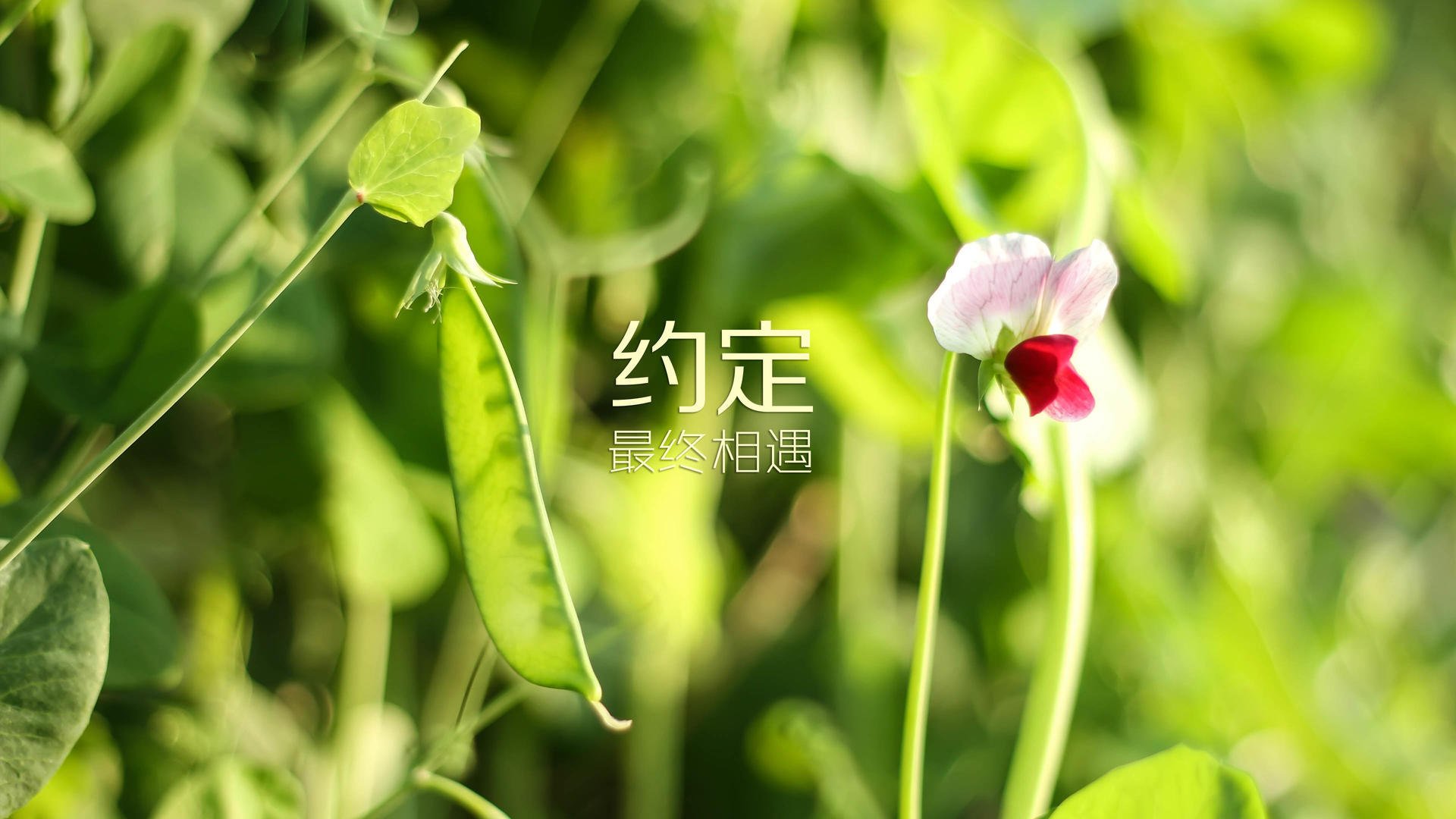 “六人制袋棍球：成都七中东部迎来速度与技巧的对抗”