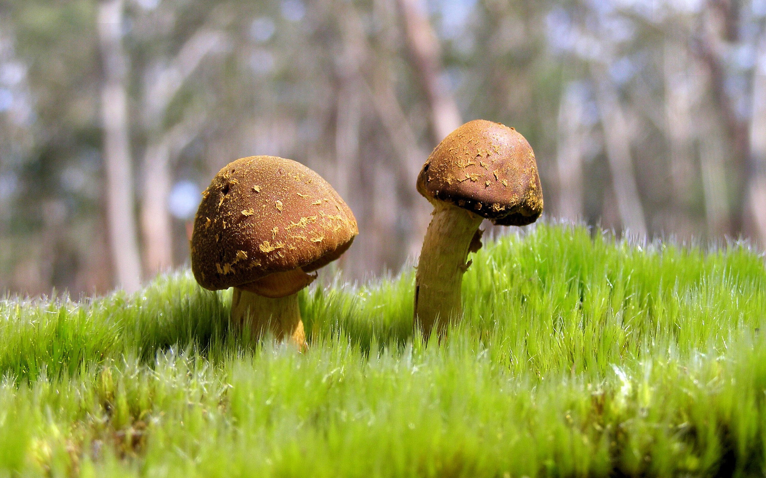 fb体育官网-牙买加男篮在加勒比海区赛事中夺冠，体育文化快速发展